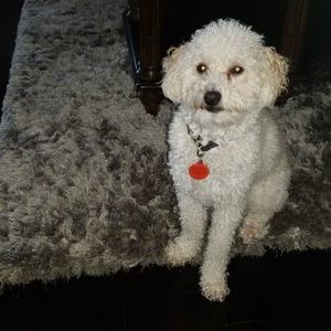 Meet your Posher, Chander